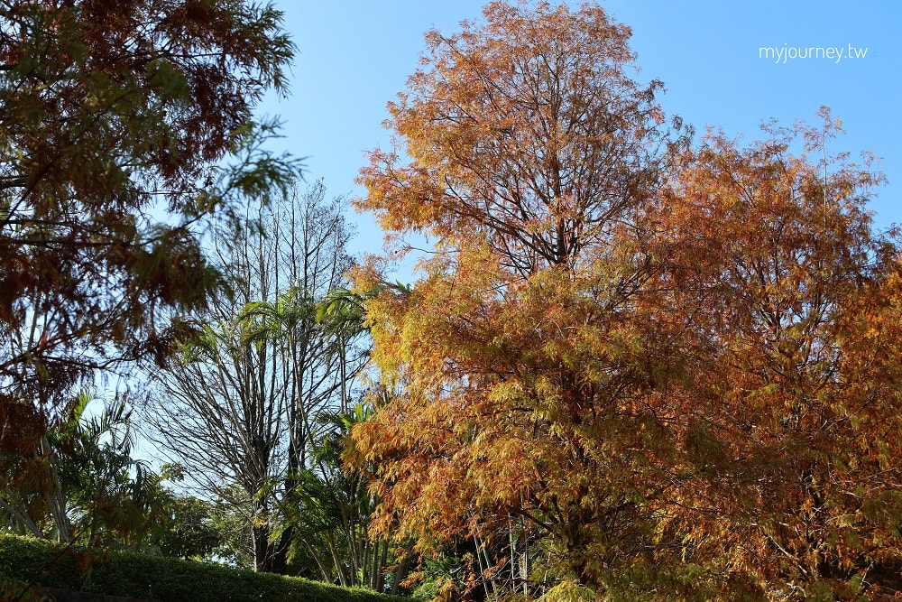 北投行天宮落羽松｜圖書館旁的緋紅庭園，落羽松貼臉，簡直韓劇場景