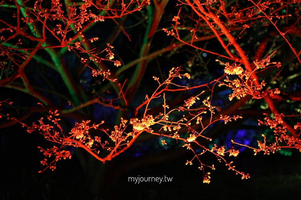 新北2026花見櫻花季│淡水天元宮夜櫻+幾米互動場景!假日親子DIY、活動一次看 - 第10張圖 新北2026花見櫻花季│淡水天元宮夜櫻+幾米互動場景!假日親子DIY、活動一次看
