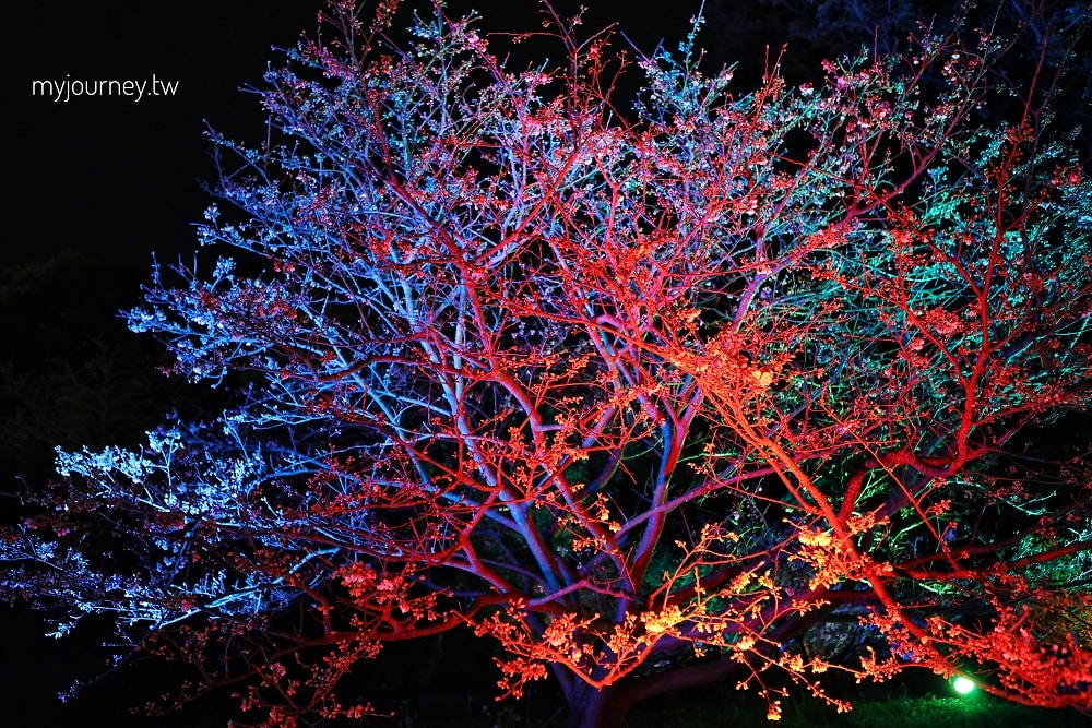 新北2026花見櫻花季│淡水天元宮夜櫻+幾米互動場景!假日親子DIY、活動一次看 - 第11張圖 新北2026花見櫻花季│淡水天元宮夜櫻+幾米互動場景!假日親子DIY、活動一次看