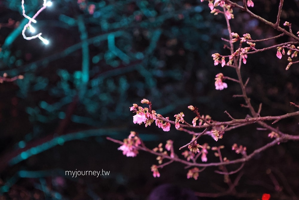 新北2026花見櫻花季│淡水天元宮夜櫻+幾米互動場景!假日親子DIY、活動一次看 - 第23張圖 新北2026花見櫻花季│淡水天元宮夜櫻+幾米互動場景!假日親子DIY、活動一次看
