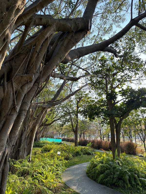 內惟森林親水河道│內惟迷霧森林,高雄美術館夢幻玩水景點 - 第16張圖 內惟森林親水河道│內惟迷霧森林,高雄美術館夢幻玩水景點