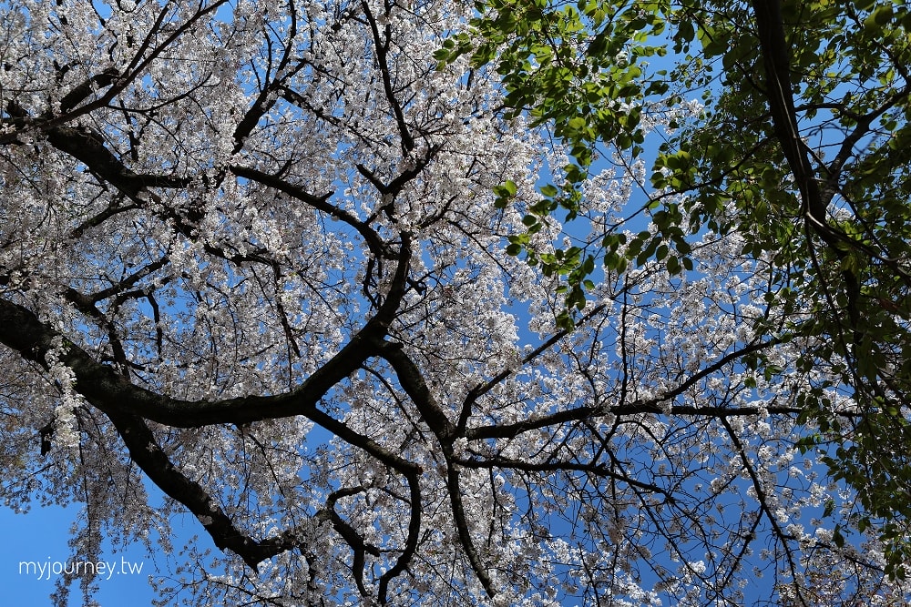新宿御苑全攻略｜賞櫻、賞楓、親子遊， 一篇掌握四季玩法