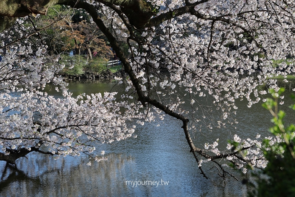 新宿御苑全攻略｜賞櫻、賞楓、親子遊， 一篇掌握四季玩法