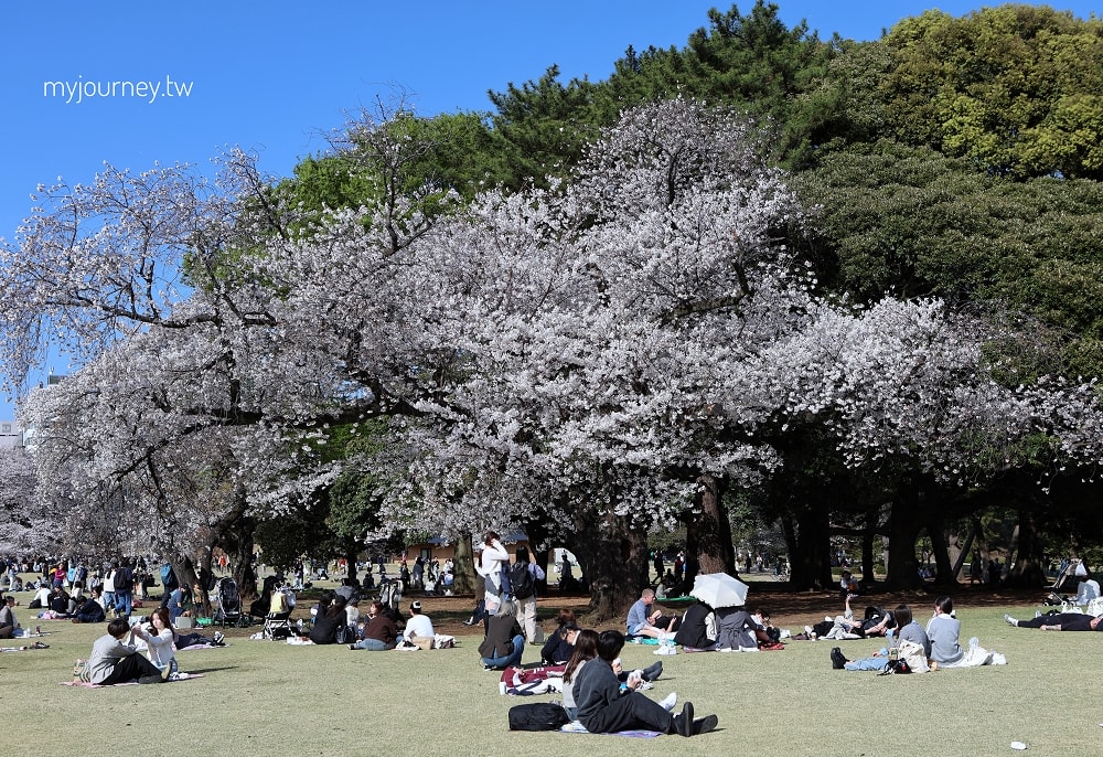 新宿御苑全攻略｜賞櫻、賞楓、親子遊， 一篇掌握四季玩法