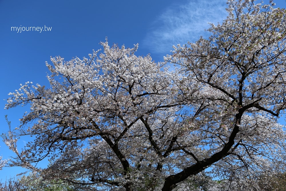 新宿御苑全攻略｜賞櫻、賞楓、親子遊， 一篇掌握四季玩法