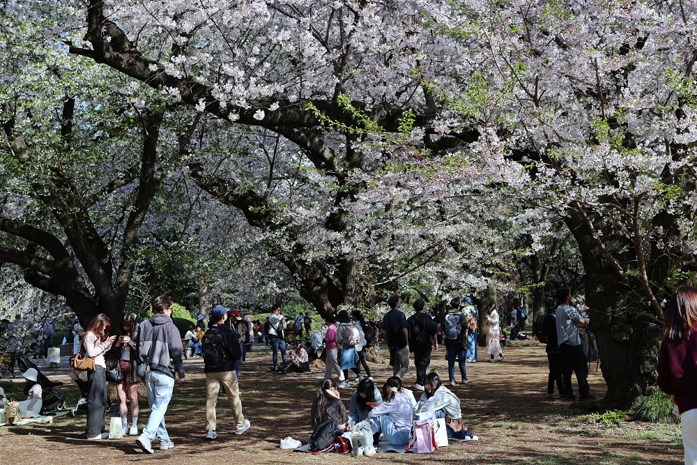新宿御苑全攻略｜賞櫻、賞楓、親子遊， 一篇掌握四季玩法