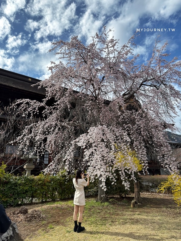 長野善光寺│交通×門票×美食推薦，免費試喝清酒邊賞櫻