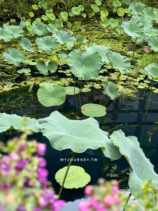 【天使生活館】台版莫內花園!藏身花博公園的森林系咖啡館,還能看飛機 - 第21張圖 【天使生活館】台版莫內花園!藏身花博公園的森林系咖啡館,還能看飛機