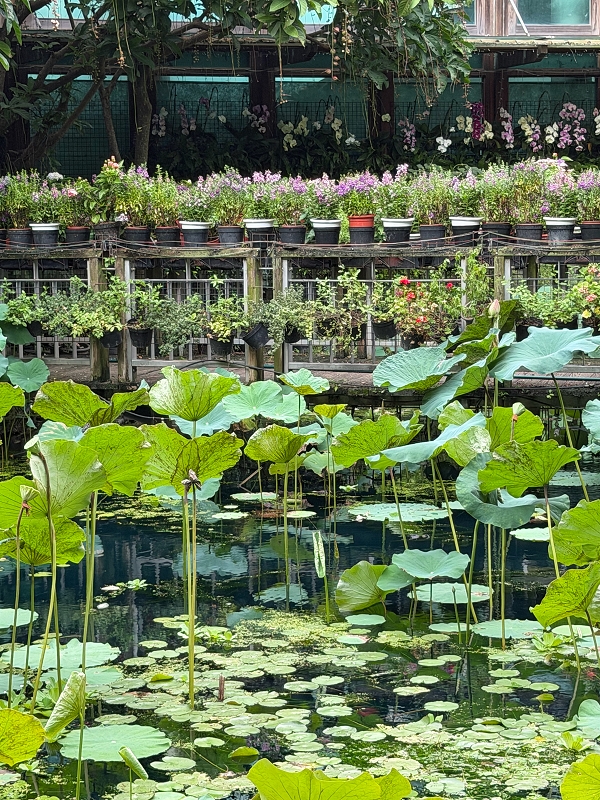 【天使生活館】台版莫內花園!藏身花博公園的森林系咖啡館,還能看飛機 - 第22張圖 【天使生活館】台版莫內花園!藏身花博公園的森林系咖啡館,還能看飛機