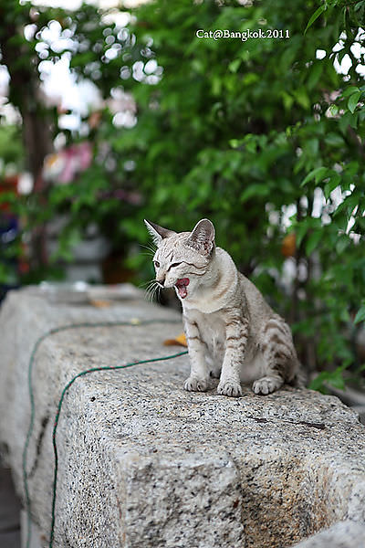Cat@Bangkok_41.jpg