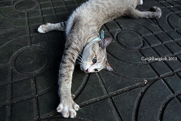 Cat@Bangkok_47.jpg