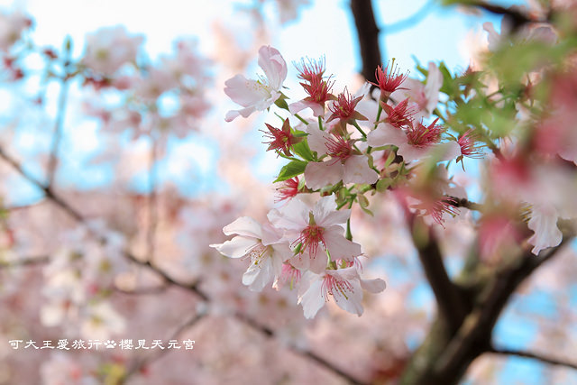 Sakura_16
