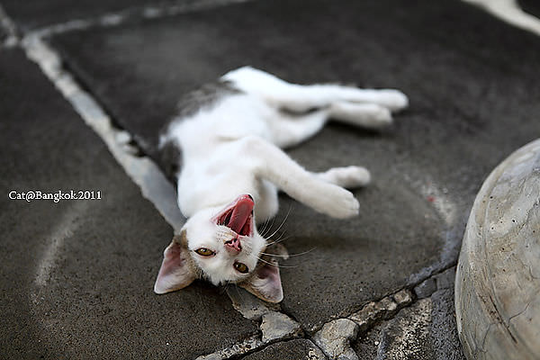 Cat@Bangkok_37.jpg