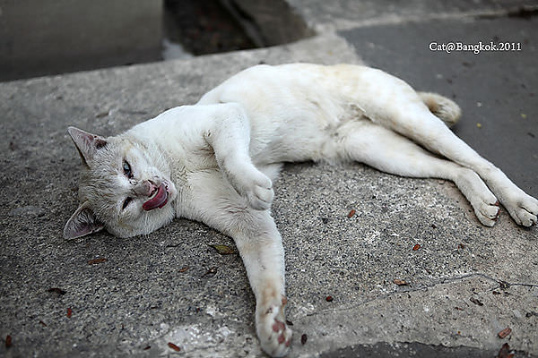 Cat@Bangkok_45.jpg