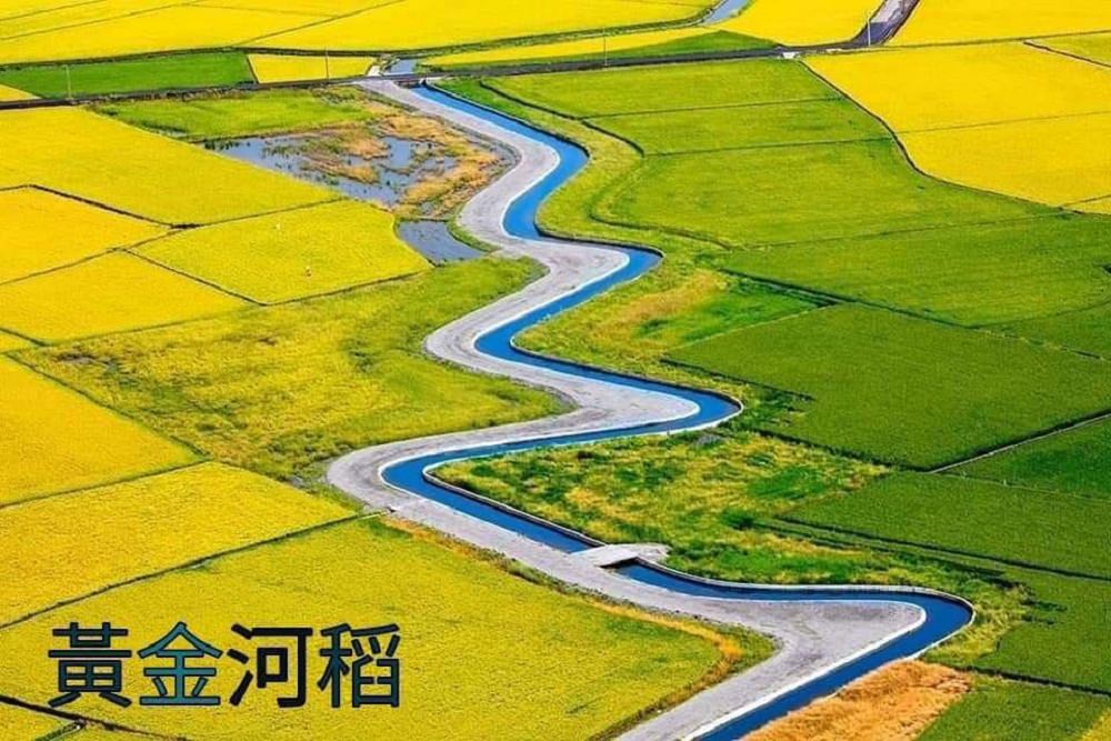 中華中划黃金河稻 35
